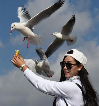 Black-headed gulls attract tourists in SW China