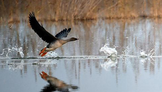 Wild geese seen at Qingtongxia wetland nature reserve in NW China