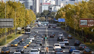 Scenery of ginkgo trees in Beijing