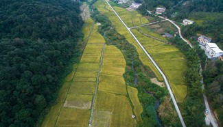Fujian Province enters late rice harvest season