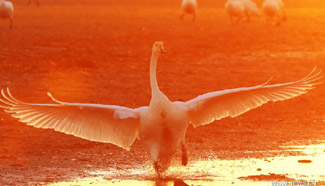 Whooper Swans fly to Rongcheng National Nature Reserve to spend winter