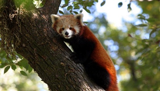 Red pandas seen in Nepal