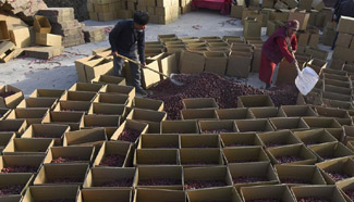In pics: harvest of red dates in China's Xinjiang