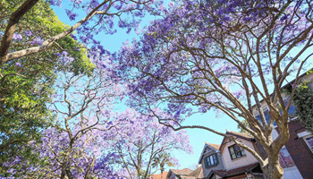 Jacaranda trees blossom in Sydney, Australia