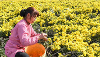 Harvest season of chrysanthemum arrives, central China