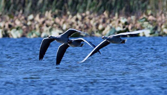 Puzhehei Wetland Park, home to over 200 species of birds
