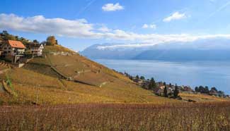 Late autumn scene in vineyards in Lavaux, Switzerland