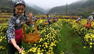 Chrysanthemum flowers enter harvest season in east China