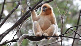 Population of golden monkeys on rise in NW China's Qinling Mountains