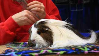 Rabbit, Cavy and Poultry Show held in Toronto