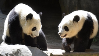 Returned giant panda twins prefer western lifestyle