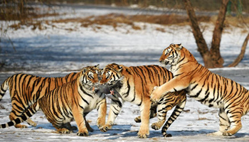Siberian tigers catch cock at Siberian Tiger Park in China's Harbin