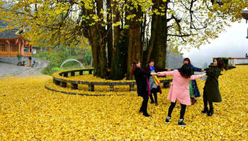 Ancient ginkgo tree attracts visitors in central China