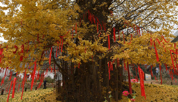 People enjoy scenery under ginkgo tree in NW China