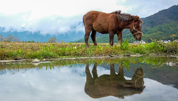 Scenery of Tachuan Village in E China's Huangshan