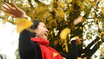 Tourists enjoy scenery under ginkgo trees in E China