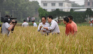 Hybrid rice sets new world record in production