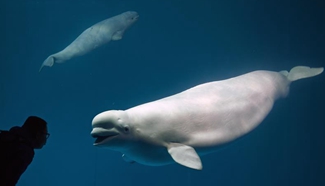 Belugas seen at Changsha Sea World in C China