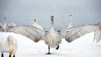 Swans seen at wetland on Yellow River