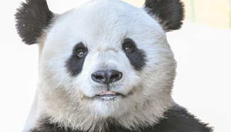 Giant pandas embrace freezing winter in northeast China