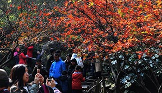Visitors take photos of maple leaves in central China