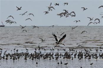 Thousands of birds from Siberia migrate to South Sumatra in Indonesia