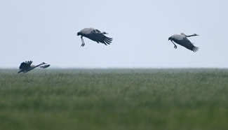 80,000 migrant birds arrive in Hunan to spend winter time