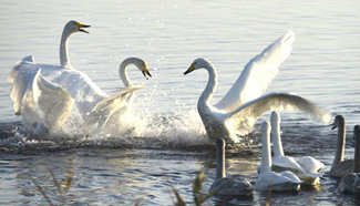 Over 1,000 whooper swans spend winter time in Shandong