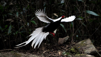Wild silver pheasants seek food near SE China's mountain creek