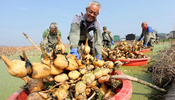 Farmers collect lotus roots in east China's village