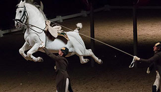 Spanish Riding School of Vienna performs in Budapest