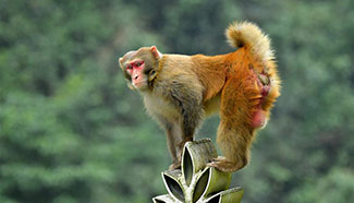 Macaques have fun in forests in C China
