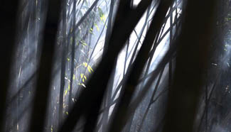 In pic: wild bamboo woods in NW China