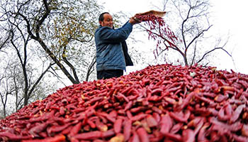 Chili harvested in Guangzong County, N China's Hebei