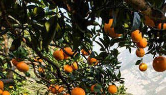 Navel orange greets harvest season in C China