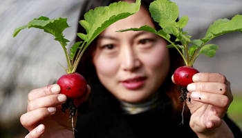 Cherry-like radishes have good harvest in east China
