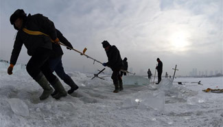 Workers collect ice on frozen Songhuajiang River in Harbin
