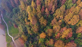 Colorful maple trees in south China's Guangxi