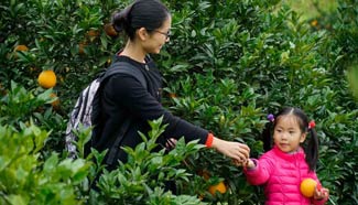 Ripe navel oranges attract tourists in SE China's Fujian