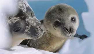 Cute Weddell seals