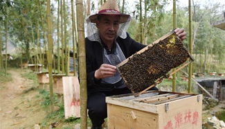 Daily life of families in agricultural cooperative society of beekeeping in rural China