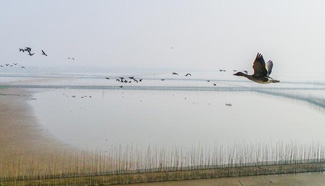 Migratory birds fly over Shengjin Lake in east China's Anhui