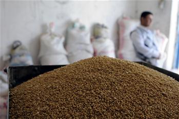 In pics: wheat market in Yemen