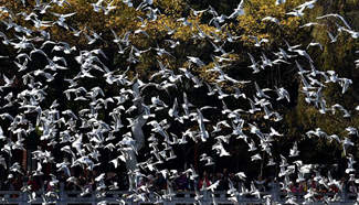 Black-headed gulls migrate to Kunming to live through winter
