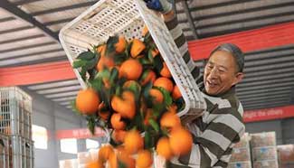 Navel oranges enter harvest season in central China