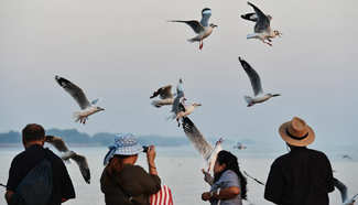 Brown-headed gulls flock to shores of Gulf in Thailand