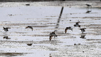 Migrant birds arrive in S China's Hainan to pass winter