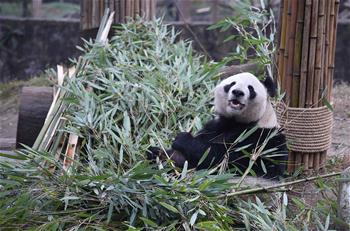 In pics: nursing home for aged pandas in SW China's Sichuan