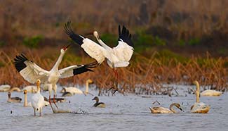 160,000 migratory birds arrive at lake area, E China