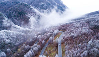 In pics: scenery of snow-covered forest in China's Hubei
